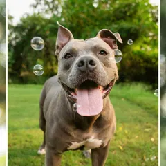 A glowing testimonial from Millie the Pitbull's family after their engagement shoot in Alibaug. Hearing how much they loved the experience and the photos is the best reward.