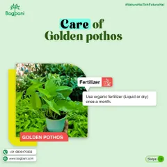 Our recommendation for fertilizing Golden Pothos. A monthly dose of organic fertilizer is all it needs to stay lush and healthy.