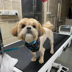 Bebo, post-grooming, feeling light and happy. With the heavy, matted fur gone, her skin can finally breathe, and she is much more comfortable.