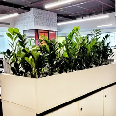 Planters placed on top of office cabinets are an excellent way to add greenery without using floor space. Here, a row of robust ZZ plants creates a healthy green barrier between workstations.