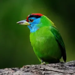 A Blue-throated Barbet from the Himalayan foothills. Unlike the hides where they are often photographed, I was thrilled to capture this one in a completely wild and natural setting.