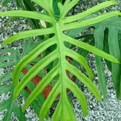 The Philodendron elegans is known for its unique, deeply lobed leaves that resemble a skeleton's ribcage. This rare and fast-growing aroid is a must-have for enthusiasts looking for unusual leaf shapes.