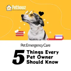 Being prepared for an emergency is one of the most important parts of pet ownership. We provide essential knowledge for pet emergency care, ensuring you have the confidence to act quickly and effectively when it matters most.