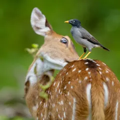 This is a perfect example of a symbiotic relationship. A Jungle Myna hitches a ride on a Spotted Deer in Nagarahole, feeding on parasites in a partnership that benefits both animals.