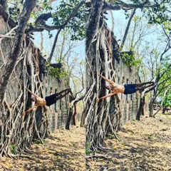 The Human Flag pose against the backdrop of banyan tree roots. This feat of strength is as much about connecting with the stable, powerful energy of the tree as it is about physical conditioning.