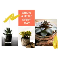 I love the idea of growing a little every day, and plants are the perfect reminder of that. These lovely succulents in different pots make for a thoughtful gift to mark a new beginning or just to spread some green love. They are low-maintenance and beautiful.