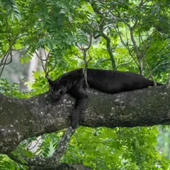 Kariyanna resting on his favorite branch. My Nagarahole tours in August are specifically designed to maximize our chances of finding and photographing him.