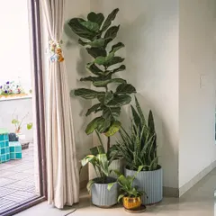 A well-styled plant corner can instantly uplift a room. Here, I've grouped a tall Fiddle Leaf Fig with a Snake Plant and a smaller Spathiphyllum to create layers of height and texture next to a sunny doorway.
