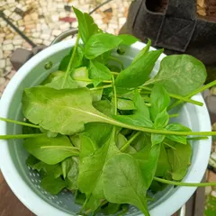 A freshly harvested bowl of mixed greens, including spinach and basil. This is the reward of a well-managed home garden, providing instant ingredients for a healthy meal.