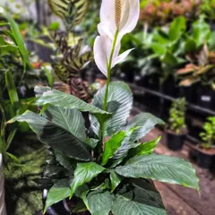 The Peace Lily is one of NASA's top-rated plants for purifying the air. Its elegant white blooms and lush green leaves remove toxins like benzene and formaldehyde, bringing beauty and health to your home.