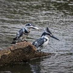 Witnessing a courtship ritual is a privilege. Here, a male Pied Kingfisher presents a fish to the female. Her acceptance of this gift is a crucial part of their bonding, a delicate story of partnership in the wild.