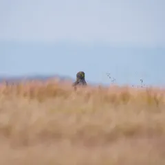 I am watching you. A Short-eared Owl peeks over the tall grass, its bright yellow eyes fixed on me. Patience is key when trying to photograph these masters of camouflage.