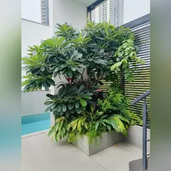 A close-up of a poolside planter on a high-rise terrace. We combined a mature Plumeria tree with a variety of leafy tropical plants to create a lush, multi-layered composition that thrives in an urban environment.