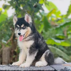 This beautiful blue-eyed Husky is not for sale, as he is part of my future breeding plans. His quality and temperament are exactly what I look for.