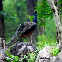 A majestic Indian Peafowl stands proudly on a rock in the forest. Even without its tail fanned out, its iridescent blue neck and long, patterned train are a spectacular sight.