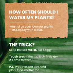 One of the most common questions we get is about watering. Our simple trick is to keep the soil moist, not soggy. The touch test is your best friend: if the top inch of soil is dry, it's time to water.