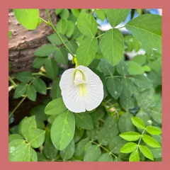 The beautiful white flower of Shankhpushpi (Clitoria ternatea), a native climbing plant. Beyond its ornamental appeal, this plant is renowned in Ayurveda for its cognitive benefits, making it a perfect example of a plant that is both beautiful and functional.