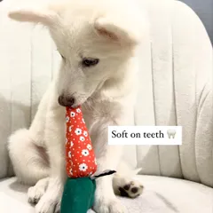 Meet my eco-friendly carrot chew toy, modeled by this adorable puppy. It's handmade from upcycled cotton fabric, making it soft on their teeth and safe for playtime, with no plastic involved.