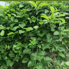 A lush and thriving passion fruit vine at our farm. These vigorous climbers produce delicious and exotic fruit, adding a special touch to any garden.