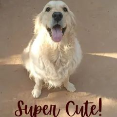 Just look at that smile! This super cute Golden Retriever is radiating pure joy. Capturing these moments for their owners is part of our service.