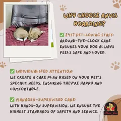 Why choose Anvis? With 24/7 pet-loving staff, individualized attention, and manager-supervised care, we ensure the highest standards of safety and service for your dog.