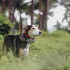 A majestic portrait of a dog standing proudly in a lush green field. The natural environment provides a stunning backdrop that makes the photos feel authentic and full of life.