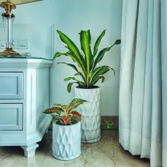 Getting this home ready for Diwali with a festive plant arrangement. The Dracaena and Fittonia in decorative white planters add a touch of natural elegance to the festive decor.