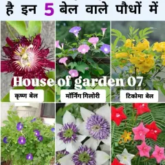 If you love flowering vines, these 5 varieties are a must-have for the rainy season. They produce abundant flowers and can make your garden look spectacular.