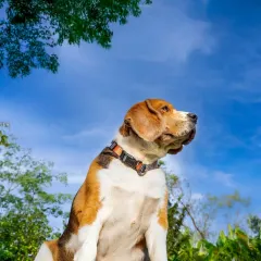 My attempt at a dramatic, low-angle shot was met with stubborn refusal from Scamp, who insisted on looking up. The result is this proud, majestic portrait of my high-flying hotshot.