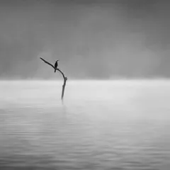 "Stillness." On a misty morning on the Bhadra river, a lone darter perched, waiting for the day to unfold. This black and white photograph, which was nominated at the 19th International BW Spider Awards, captures the minimalist beauty and meditative quiet I seek in nature.
