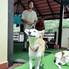 One of my team members with an Indie dog on the terrace. We are all hands-on and love spending time with the dogs.