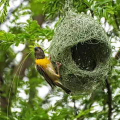 A male Baya Weaver meticulously works on its nest. He builds this intricate structure to impress a potential mate, showcasing one of the most amazing architectural feats in the bird world.