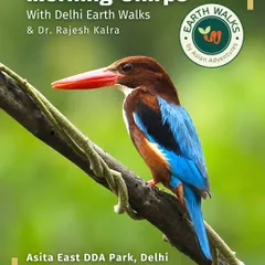 The vibrant White-throated Kingfisher, a common yet stunning sight on our urban birding trails. We help you not just spot these jewels but also understand their behavior, from their distinctive calls to their fishing techniques along city wetlands.