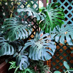 The iconic Monstera Deliciosa, also known as the Swiss Cheese Plant. Its large, unique leaves make it a popular statement plant for any home.