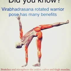 Understanding the biomechanics of each asana is key. Here, we see the muscular engagement in Virabhadrasana (Rotated Warrior Pose). My course teaches you how poses like this strengthen the ankles, calves, and thighs while improving shoulder mobility.