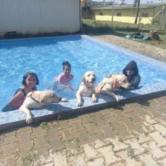 The whole family is welcome to join the fun. We love seeing kids and their furry siblings, like these three happy Labradors, enjoying the water together. Our pool is a safe and joyful space for everyone.