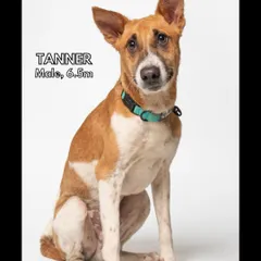 This is Tanner, a striking 6.5-month-old male. He is smart, curious, and loves to explore. He is looking for an active family who can take him on adventures.