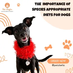 A species-appropriate diet is crucial for dogs, who evolved as carnivores. Their digestive systems are designed for animal protein and fat, not the high carbohydrates found in many commercial foods.