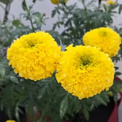 Another variety of yellow marigold, looking fresh and bright.