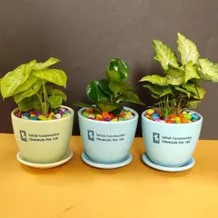 A trio of custom-branded plants for Talrak Construction, featuring different varieties of Syngonium and Peperomia. The pastel blue and green ceramic pots with matching saucers create a cohesive and professional look.