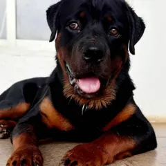 This is Tyson, and we promise he's a lover, not a biter. He's a big softie with the most soulful eyes.