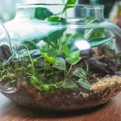 A close-up of the lush greenery inside the teapot terrarium. The glass magnifies the intricate details of the plants and moss, creating a captivating view.