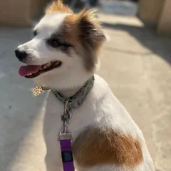 A beautiful mixed-breed dog enjoying the sun after his grooming. His multi-colored coat is clean, brushed, and looking its best.