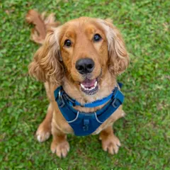 A handsome cocker spaniel in a blue harness looks directly at the camera, ready for his close-up.