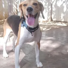 Jughead popping up to say hello. His happy face is a testament to the fun and loving care he receives here.