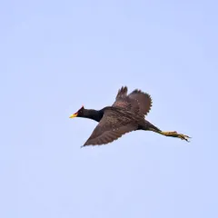 A Watercock in flight against a plain blue sky. This provides a clear, documentary-style shot perfect for identifying the bird's shape and features while airborne.