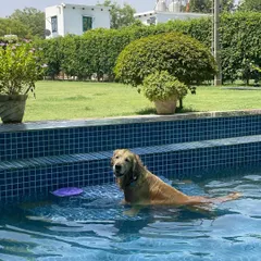 A Golden Retriever enjoying a cool dip in our pool. The surrounding greenery and open space make for a truly relaxing and scenic swimming experience for both pets and their parents.