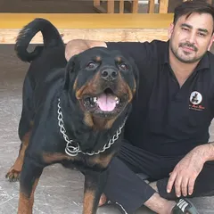 My handsome Rottweiler, always ready for a photo. His gentle nature is a testament to the loving environment I cultivate.