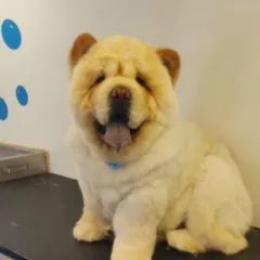 This fluffy Chow Chow looks like a real-life teddy bear after its grooming session. Regular grooming is key to keeping their dense coat healthy and mat-free.