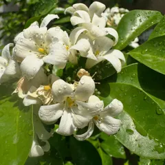 This is the Madukamini flower, or Jasmine. To care for it, I recommend a sunny spot, regular watering without waterlogging the soil, and periodic organic fertilizer to encourage these beautiful, fragrant blooms.